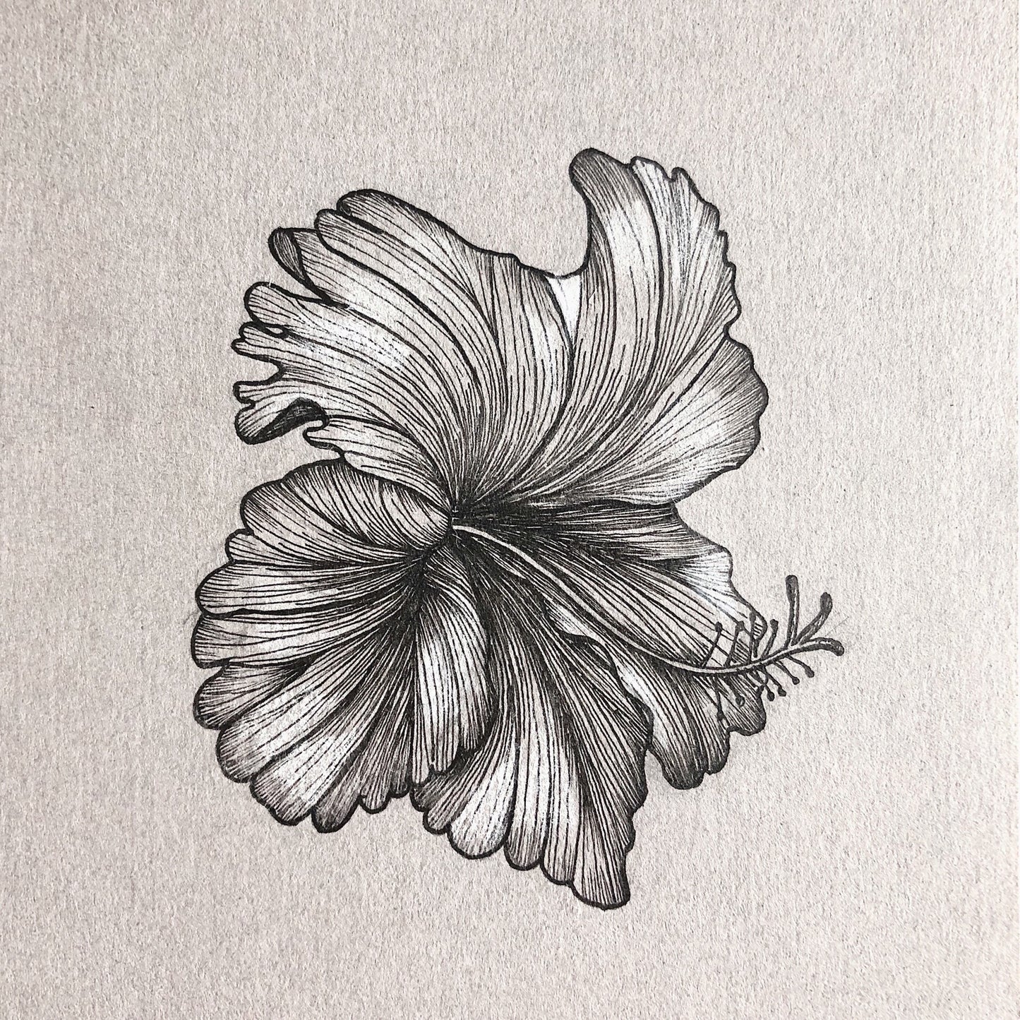 Framed Botanical Illustrations | Hibiscus