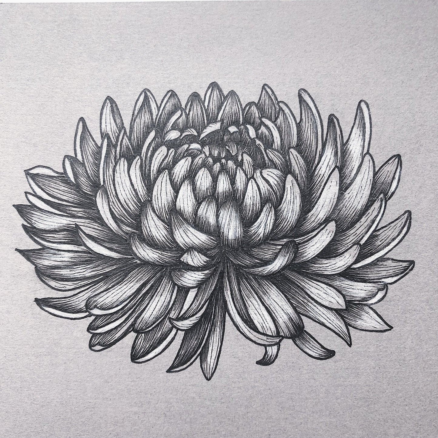 Framed Botanical Illustrations | Chrysanthemum