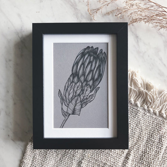 Framed Botanical Illustrations | Protea