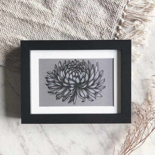 Framed Botanical Illustrations | Chrysanthemum