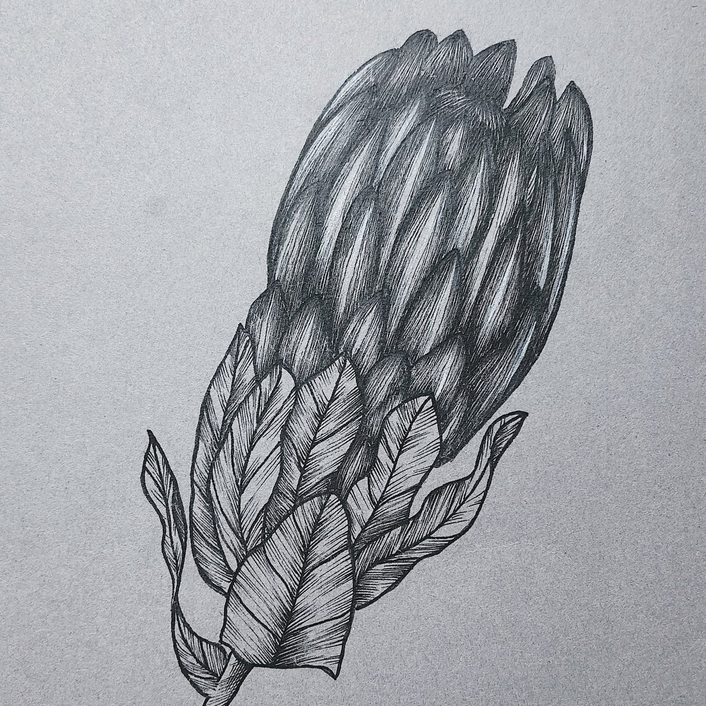 Framed Botanical Illustrations | Protea