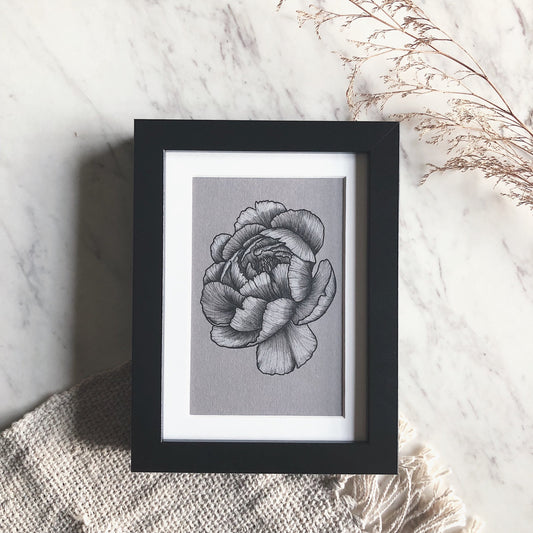 Framed Botanical Illustrations | Peony